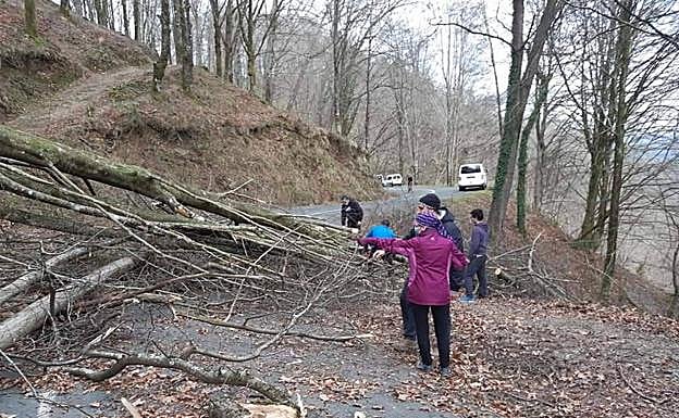 Imagen principal - Carretera bloqueada por la caída de dos árboles en Artikutza. 