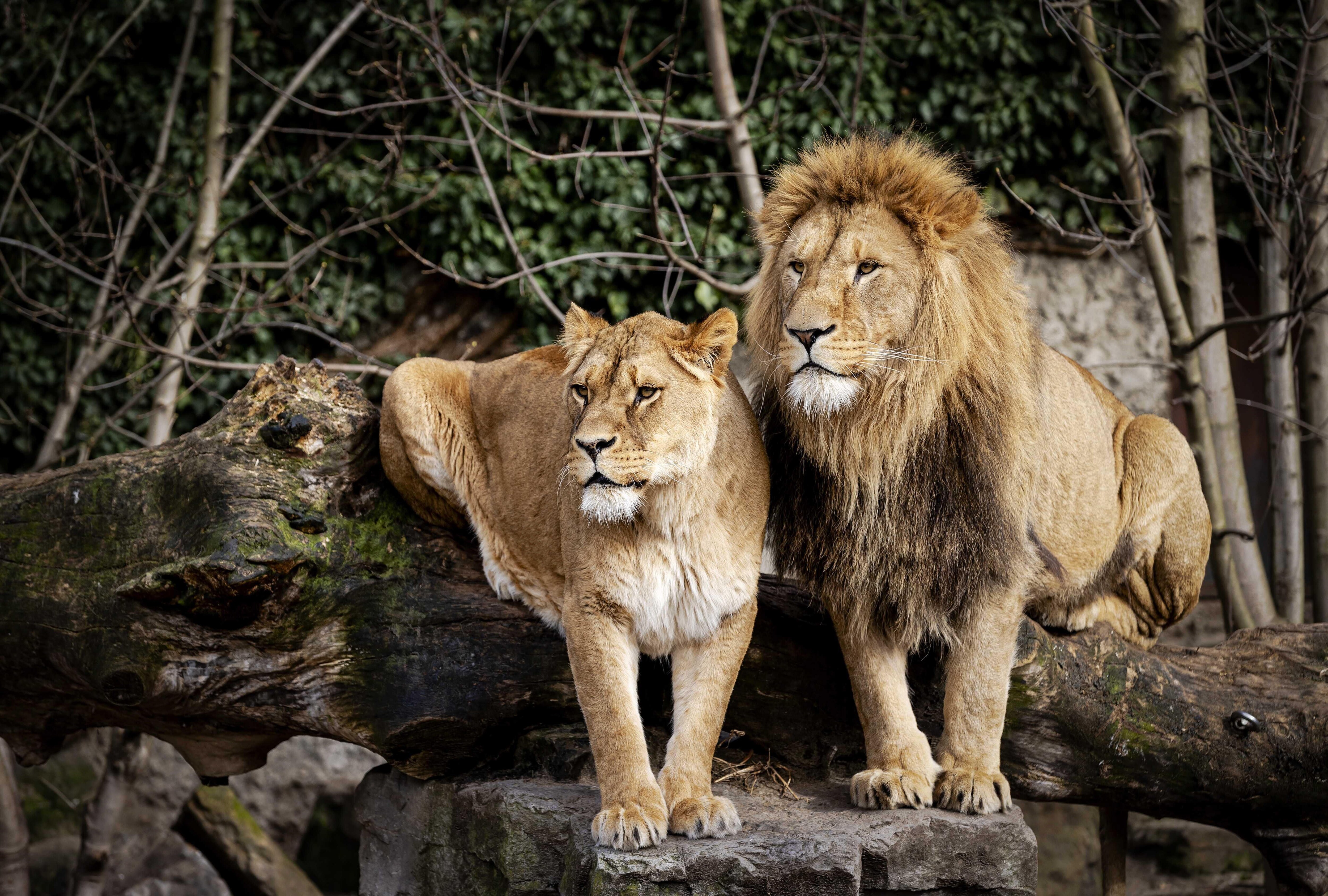 Fotos: Los leones del zoo de Amsterdam, sin nuevo recinto | El Diario Vasco