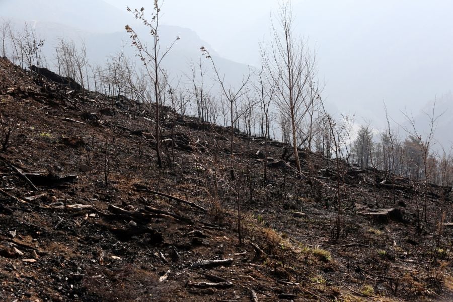 La Diputación de Gipuzkoa y el Ayuntamiento de Irun han hecho balance de los daños causados por el fuego de hace dos semanas