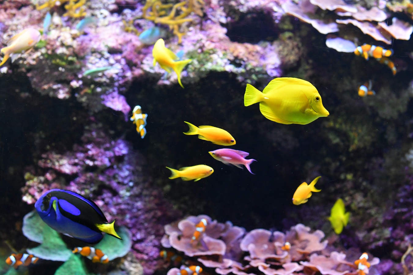 Los peces del Aquarium devoran más de 80.000 euros de comida al año