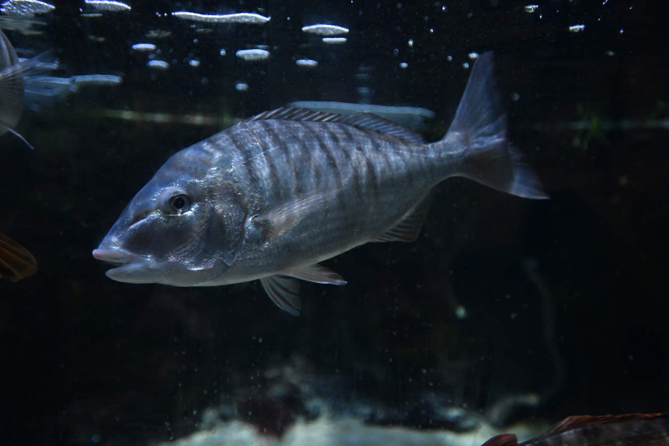Los peces del Aquarium devoran más de 80.000 euros de comida al año