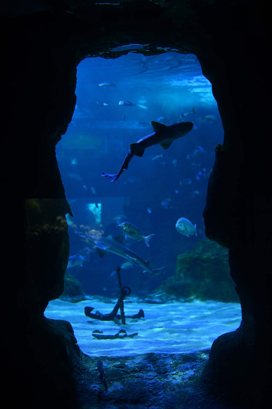 Los peces del Aquarium devoran más de 80.000 euros de comida al año