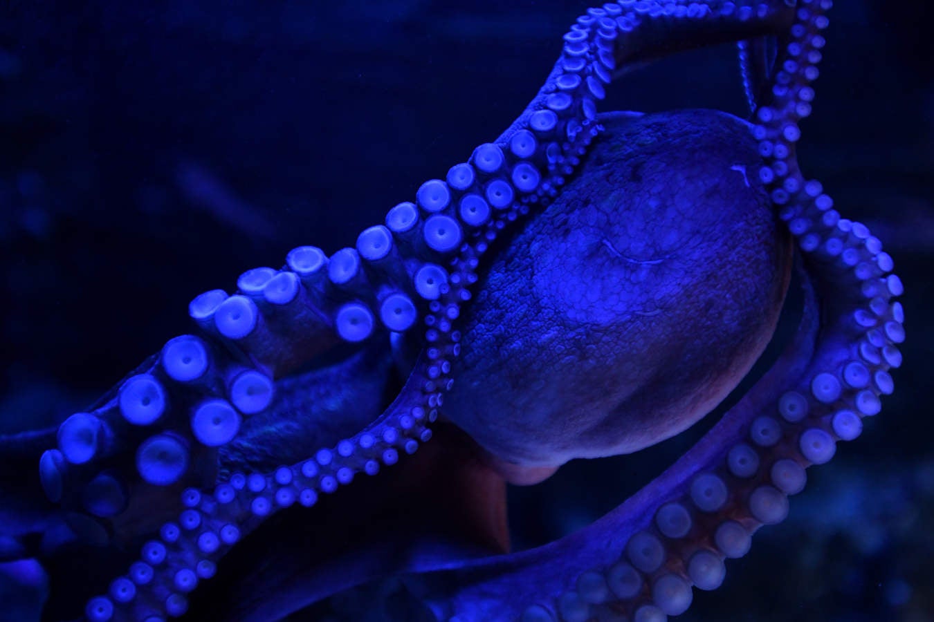 Los peces del Aquarium devoran más de 80.000 euros de comida al año