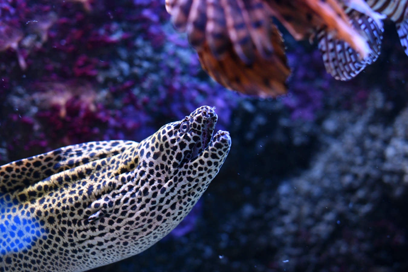 Los peces del Aquarium devoran más de 80.000 euros de comida al año