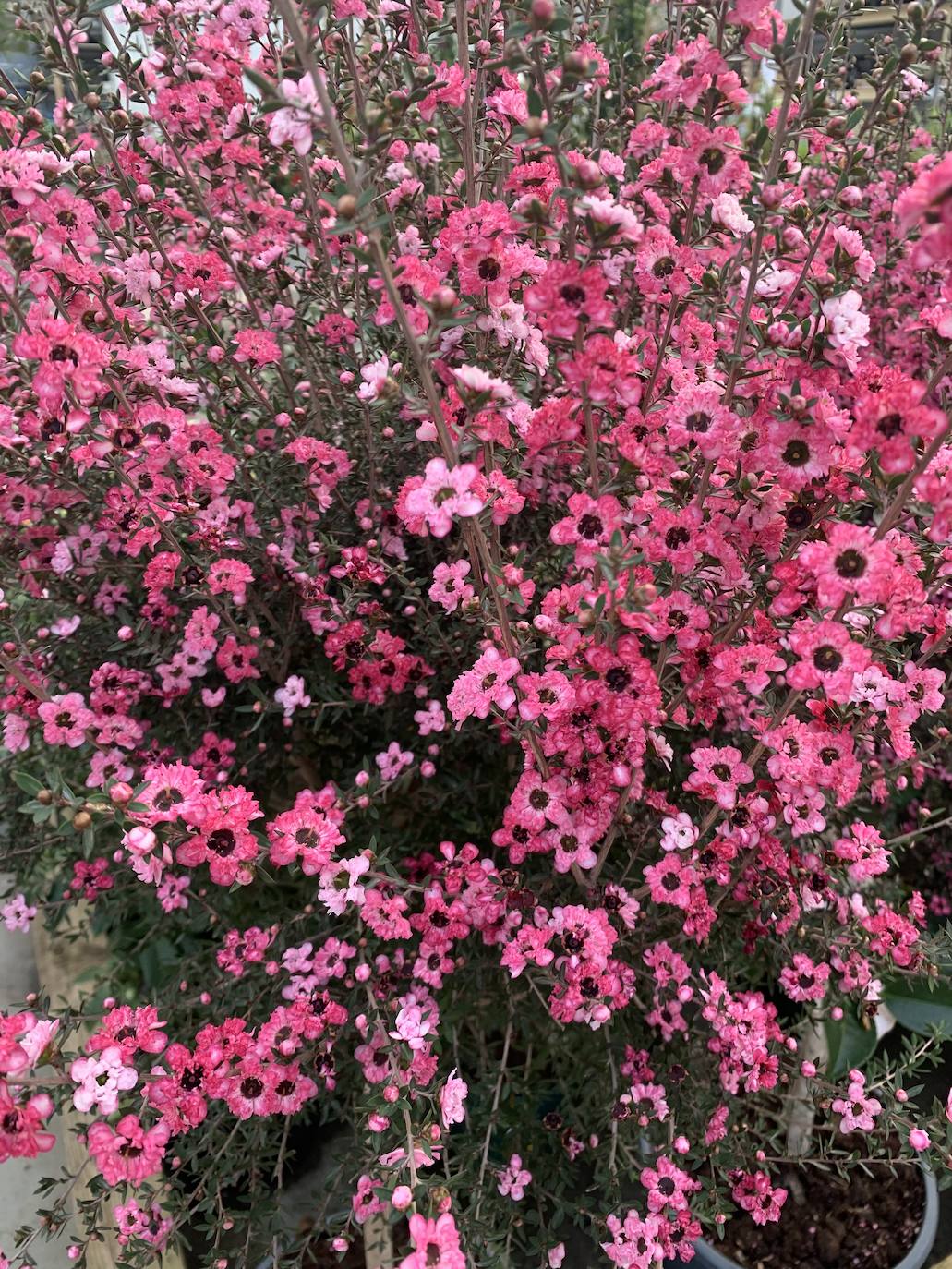 El vivero Endanea te ofrecerá una amplia variedad de plantas: desde árboles a pequeñas flores que te ayudarán a hacer de tu hogar un lugar irresistible