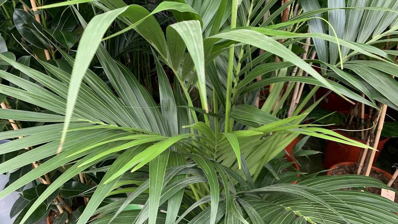 El vivero Endanea te ofrecerá una amplia variedad de plantas: desde árboles a pequeñas flores que te ayudarán a hacer de tu hogar un lugar irresistible