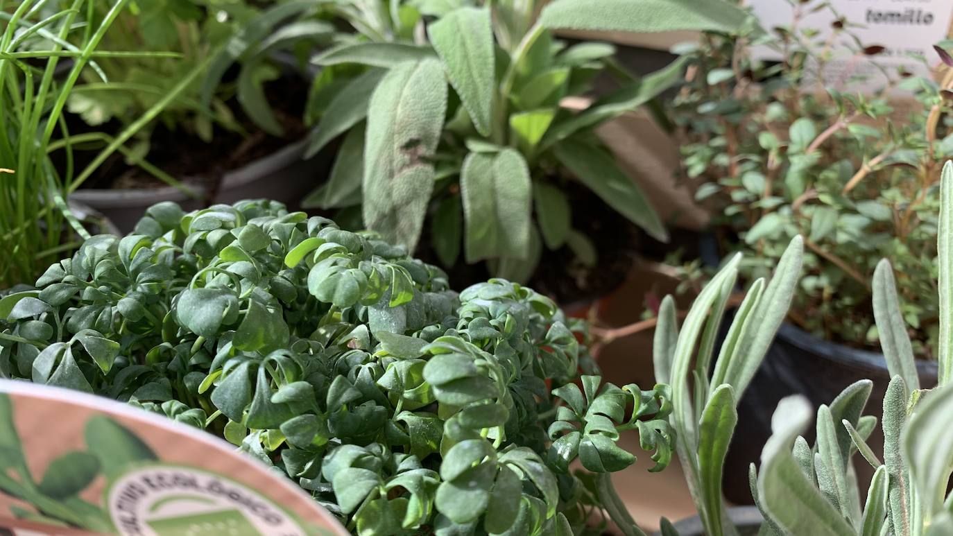 El vivero Endanea te ofrecerá una amplia variedad de plantas: desde árboles a pequeñas flores que te ayudarán a hacer de tu hogar un lugar irresistible