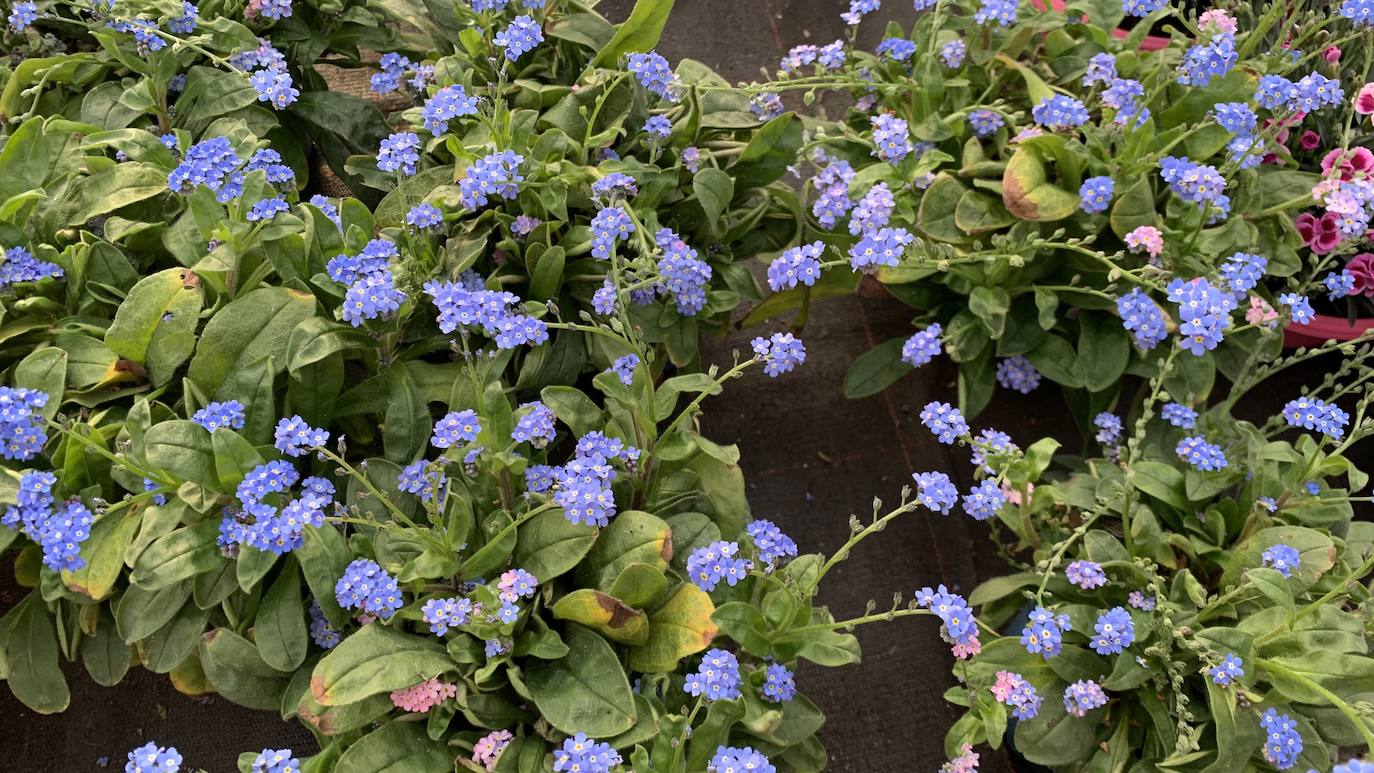 El vivero Endanea te ofrecerá una amplia variedad de plantas: desde árboles a pequeñas flores que te ayudarán a hacer de tu hogar un lugar irresistible