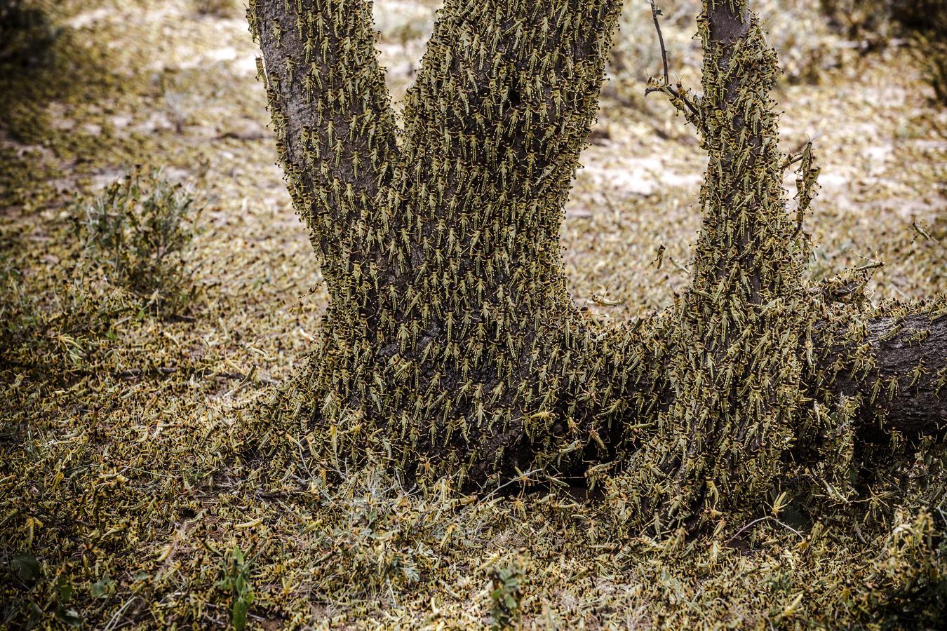 Plaga de langostas en Kenia. Nominada en reportajes de la naturaleza.