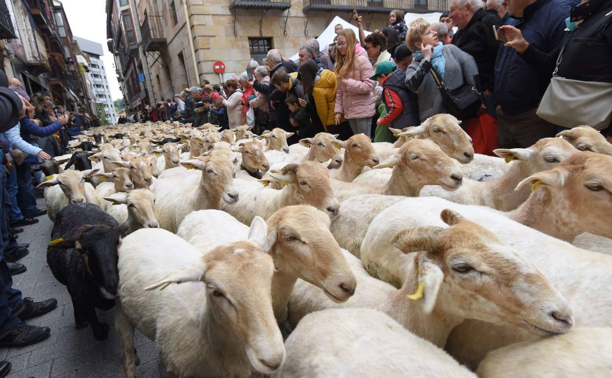 Rebaño pasa por las calles de Ordizia durante el último Artzain eguna.