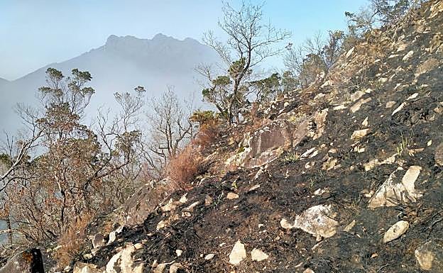 Imagen principal - Diferentes planos de la zona incendiada donde se aprecia el renacer de la naturaleza. 