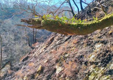 Imagen secundaria 1 - Diferentes planos de la zona incendiada donde se aprecia el renacer de la naturaleza. 