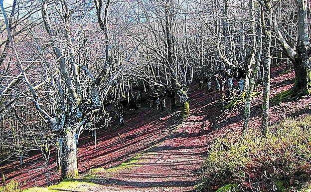 Imagen principal - Urdelar: ruta y track circular Berastegi - Urdelar