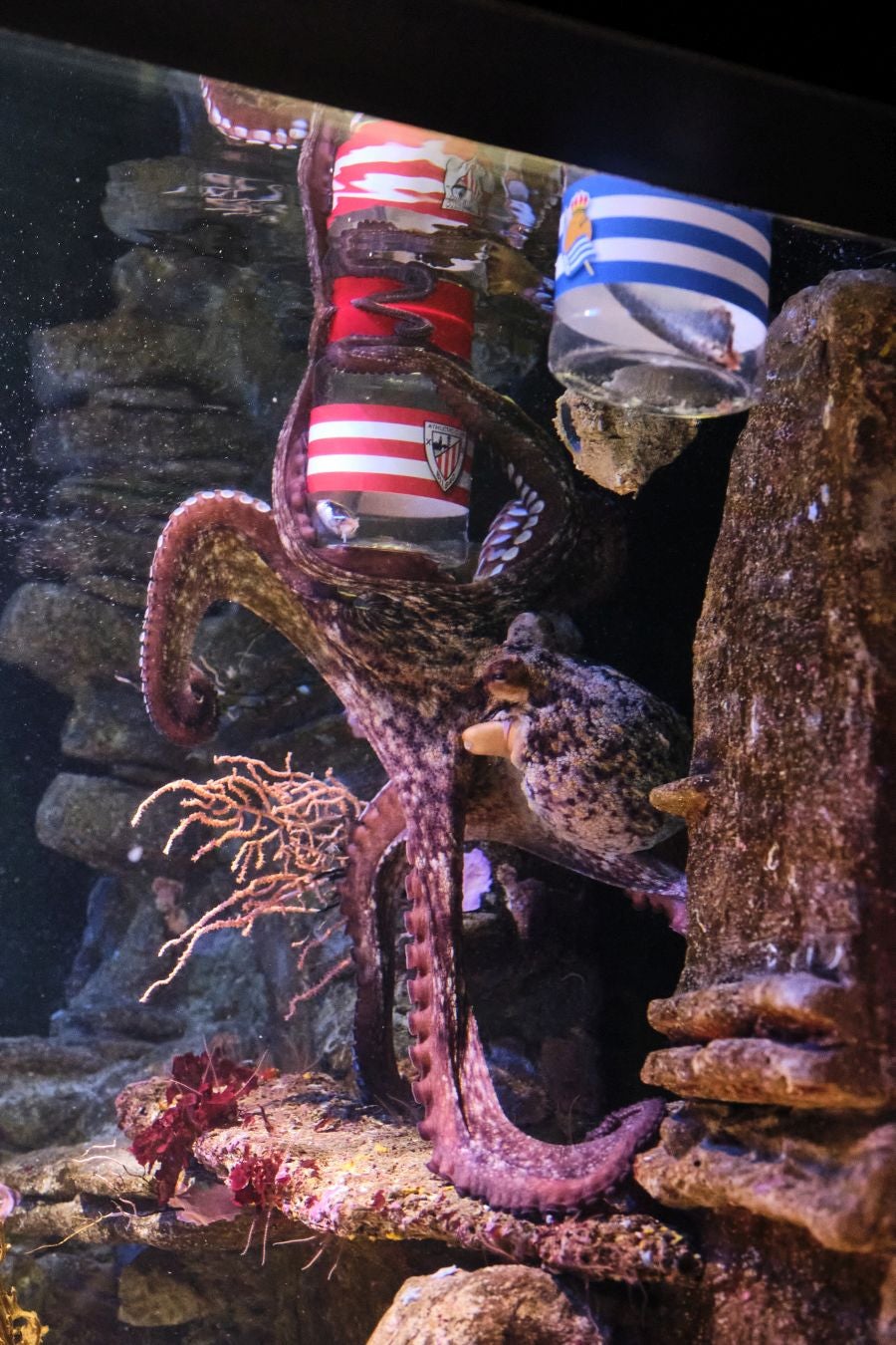 ¿Quién ganará la Copa?Es la pregunta del millón. El cefalópodo del Aquarium lo tiene claro, el 3 de abril la Real puede tener un trofeo más en su vitrina