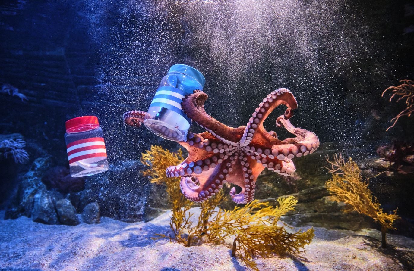 ¿Quién ganará la Copa?Es la pregunta del millón. El cefalópodo del Aquarium lo tiene claro, el 3 de abril la Real puede tener un trofeo más en su vitrina