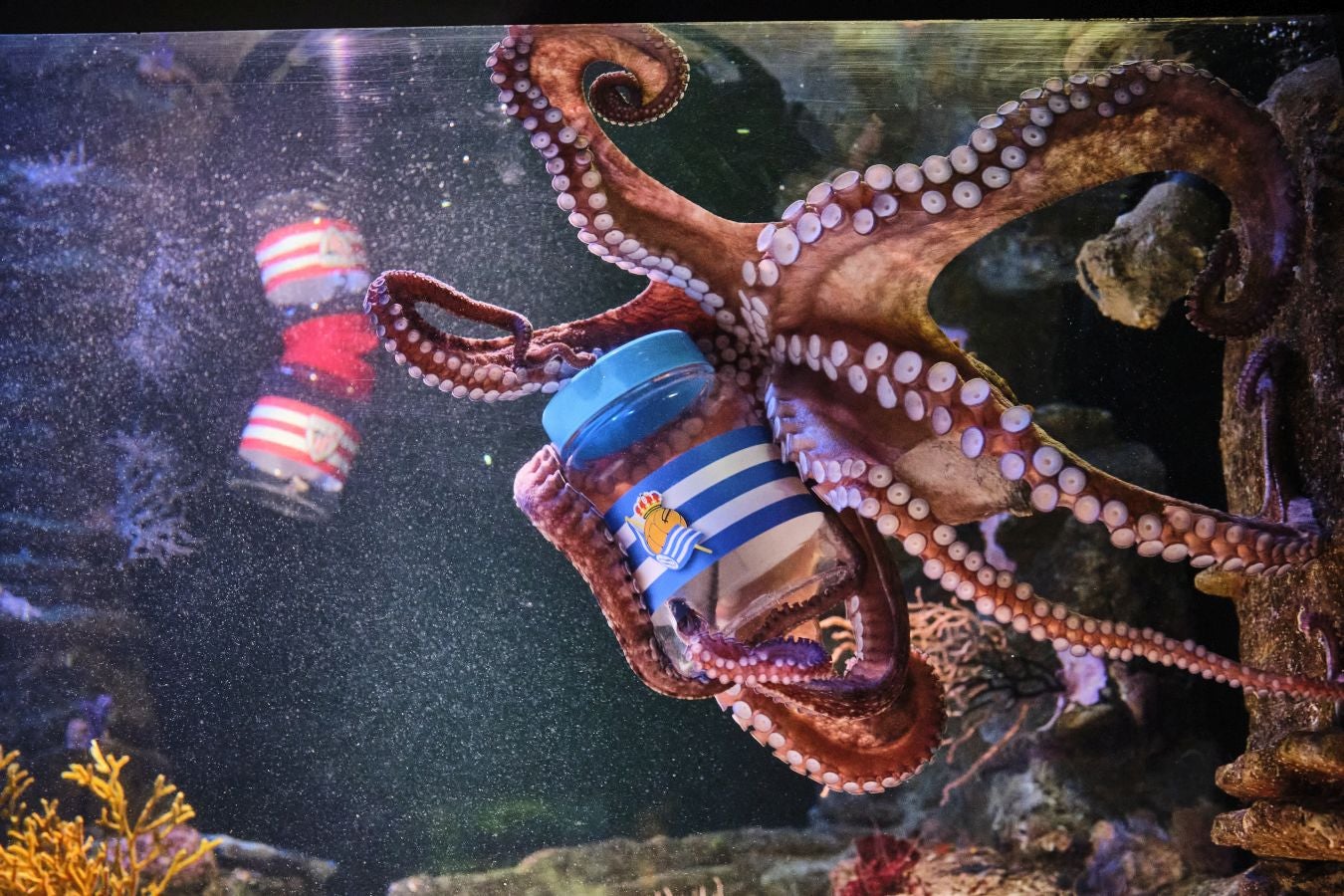 ¿Quién ganará la Copa?Es la pregunta del millón. El cefalópodo del Aquarium lo tiene claro, el 3 de abril la Real puede tener un trofeo más en su vitrina