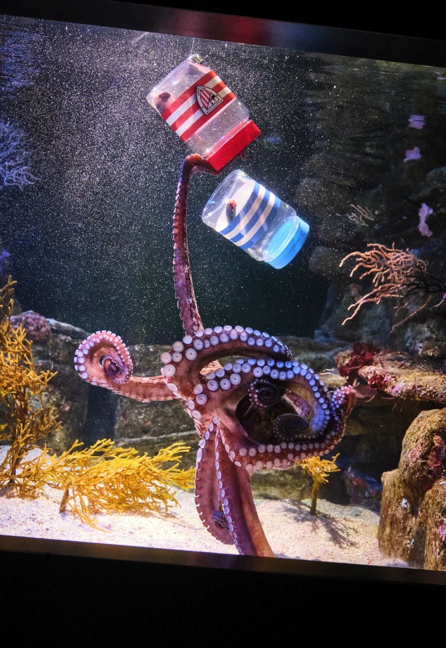 ¿Quién ganará la Copa?Es la pregunta del millón. El cefalópodo del Aquarium lo tiene claro, el 3 de abril la Real puede tener un trofeo más en su vitrina