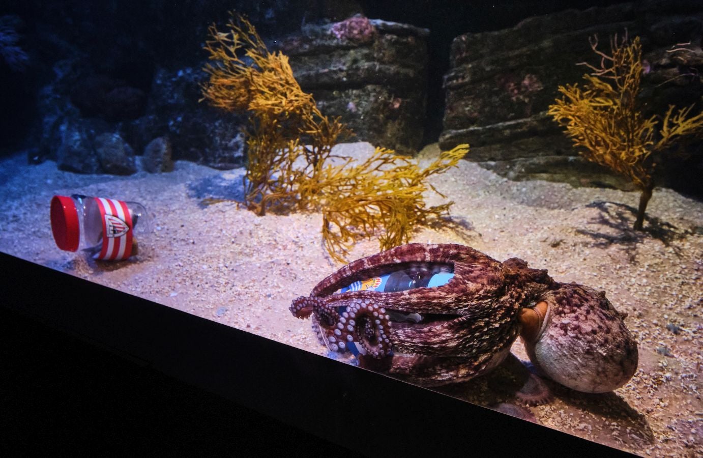 ¿Quién ganará la Copa?Es la pregunta del millón. El cefalópodo del Aquarium lo tiene claro, el 3 de abril la Real puede tener un trofeo más en su vitrina