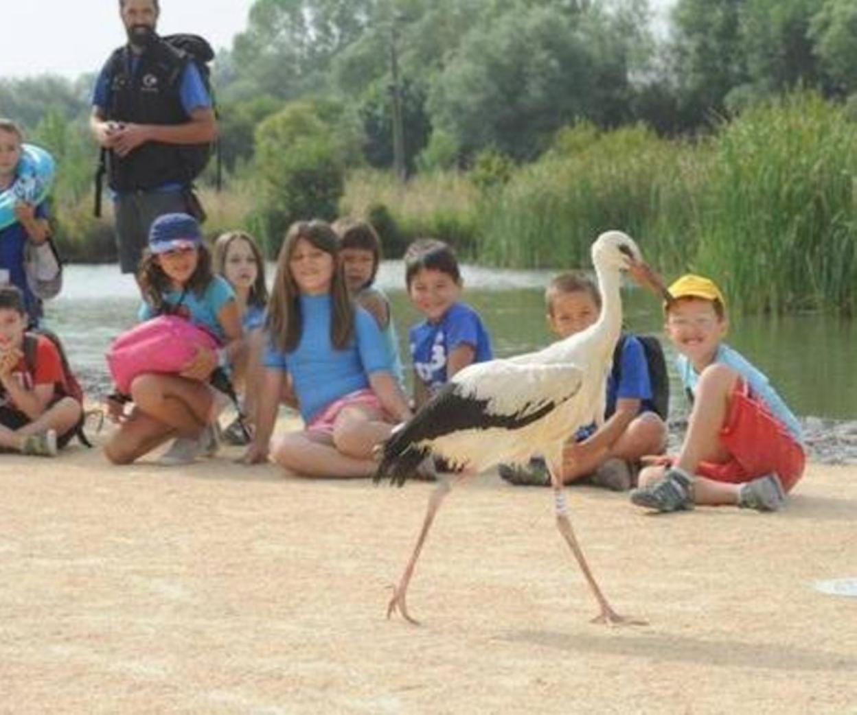 Las actividades del Green Summer Camp se llevan a cabo en Salburua. 