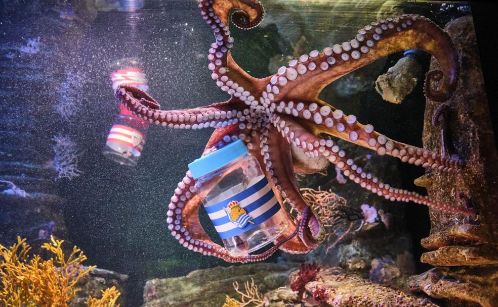 El pulpo Pello en el Aquarium. 