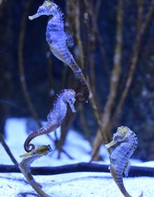 Imagen secundaria 2 - Los peces del Aquarium de San Sebastian devoran más de 80.000 euros de comida al año