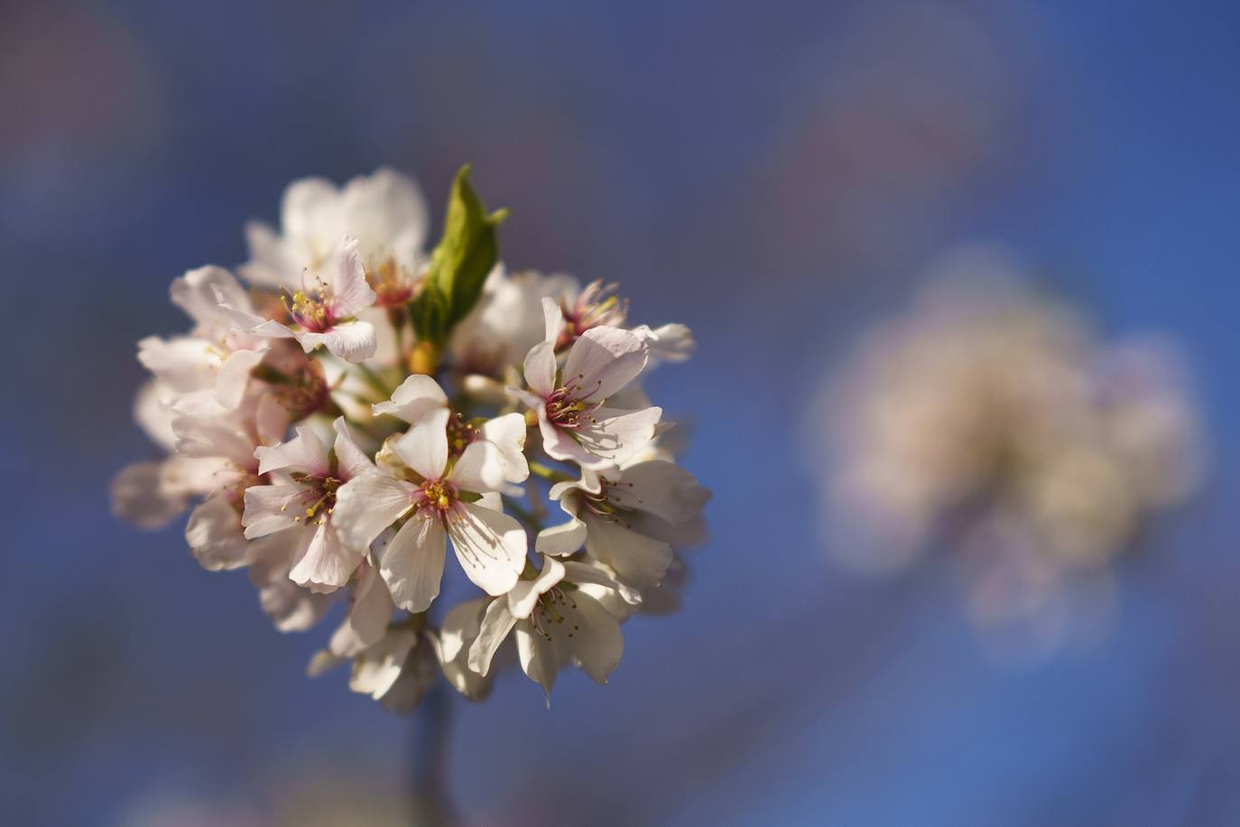 Fotos: Los cerezos en flor de Washington