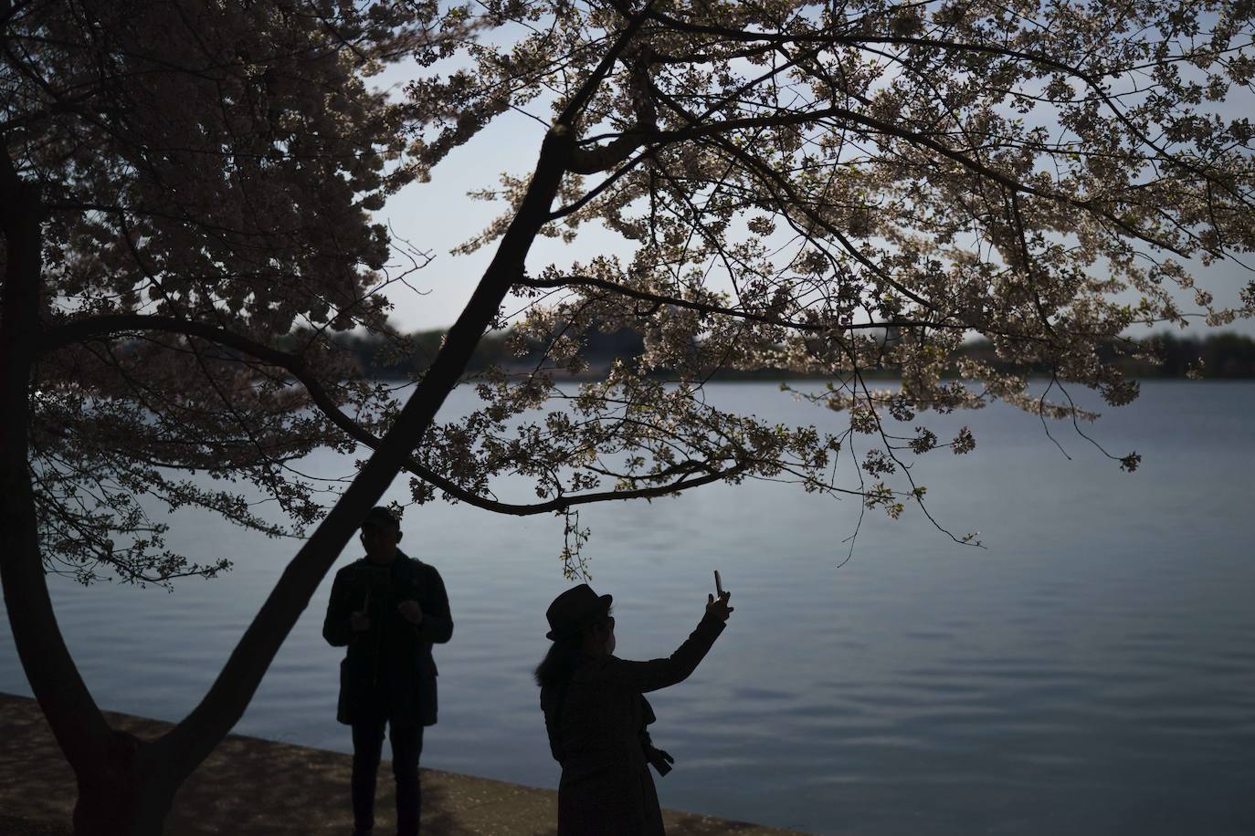 Fotos: Los cerezos en flor de Washington