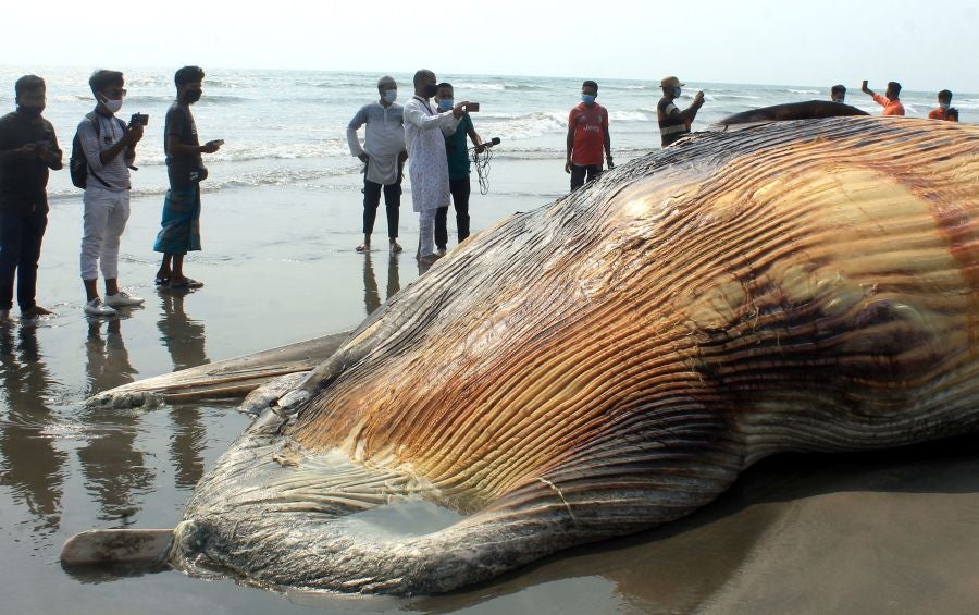 La aparición de una ballena de 9 metros de largo en una playa de Bangladesh fue el atractivo de la localidad durante unas horas