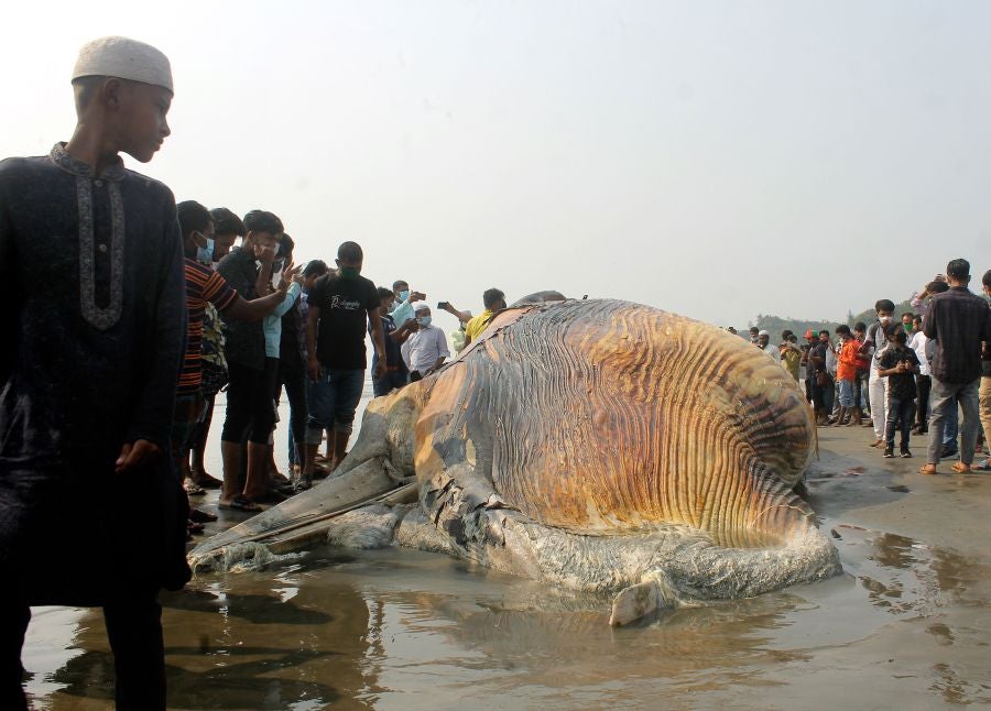 La aparición de una ballena de 9 metros de largo en una playa de Bangladesh fue el atractivo de la localidad durante unas horas