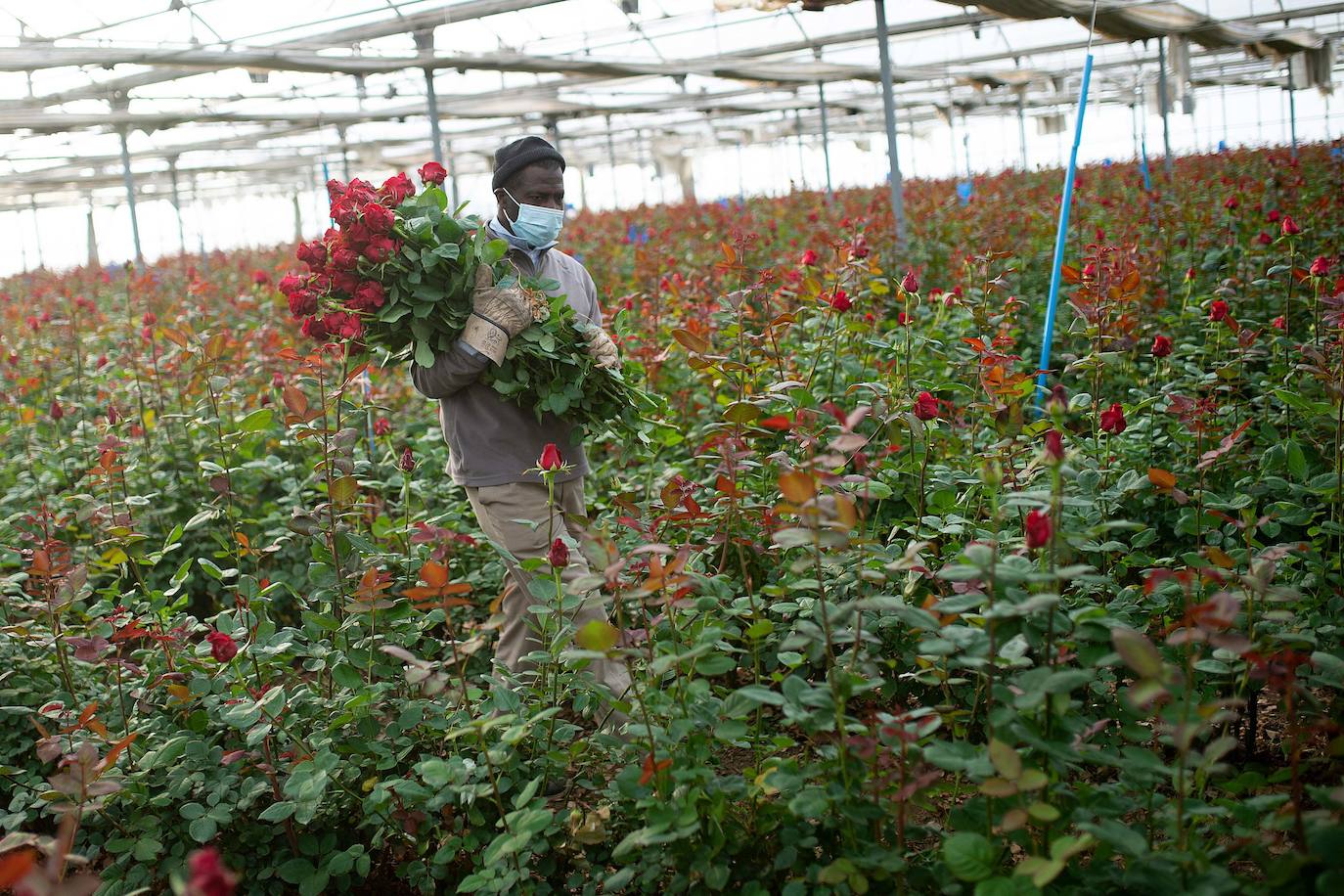 Fotos: Millones de rosas para Sant Jordi