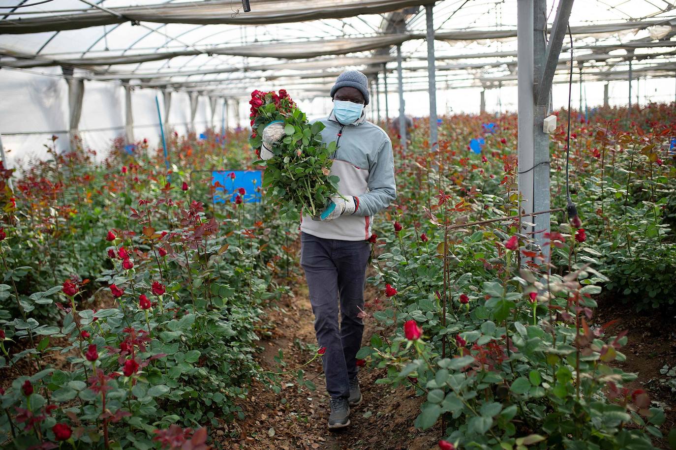 Fotos: Millones de rosas para Sant Jordi