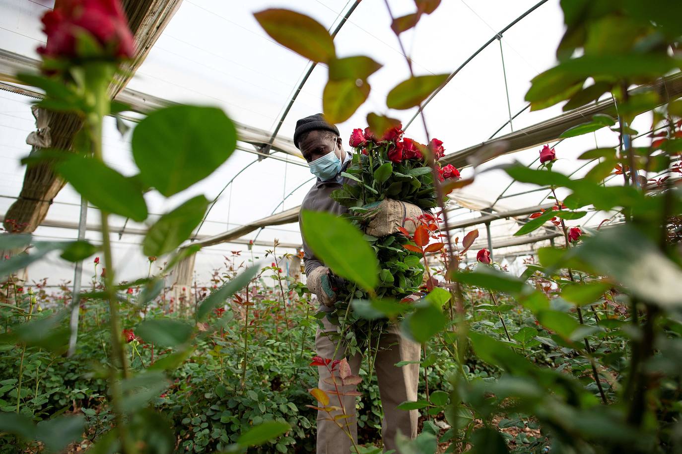 Fotos: Millones de rosas para Sant Jordi