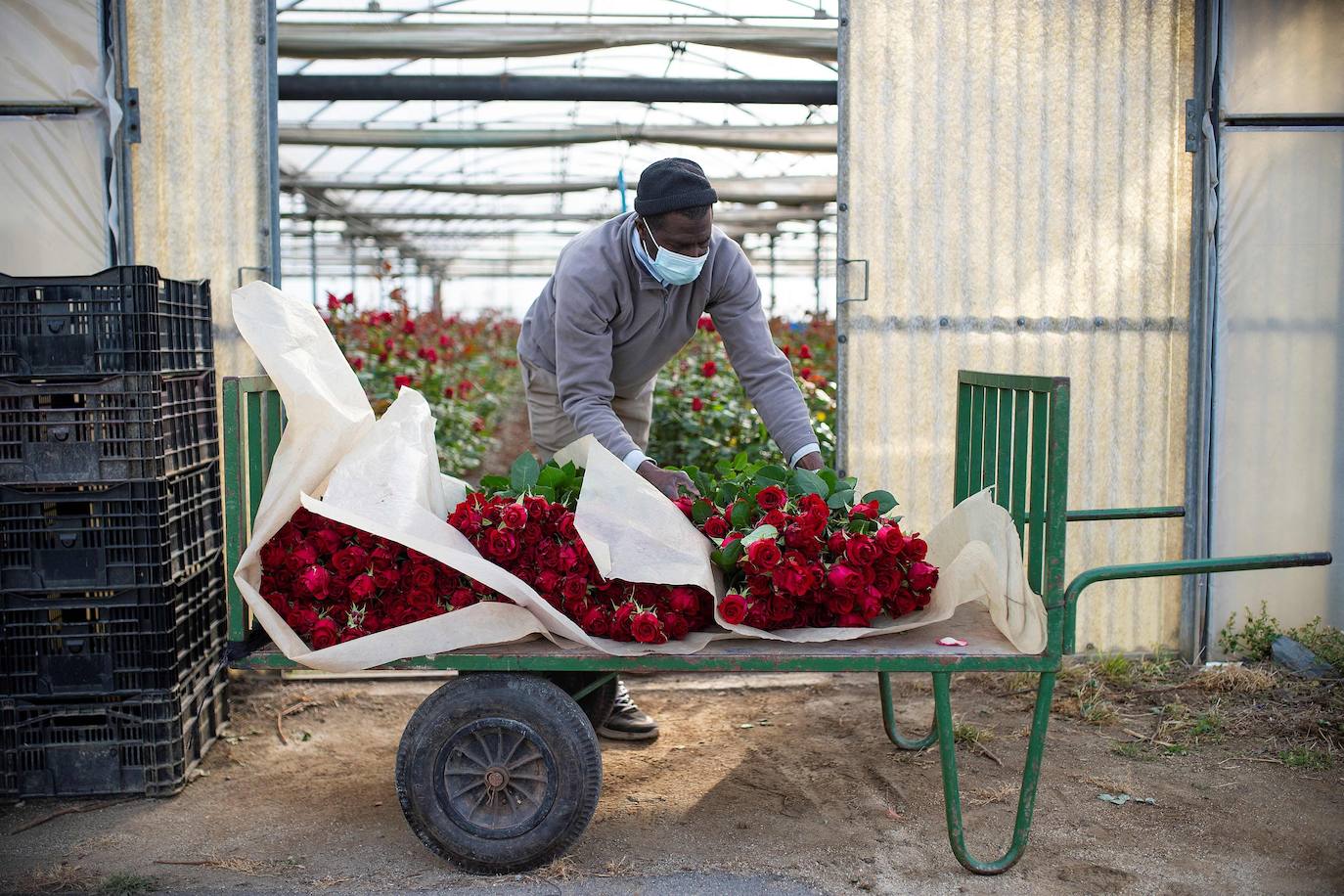 Fotos: Millones de rosas para Sant Jordi