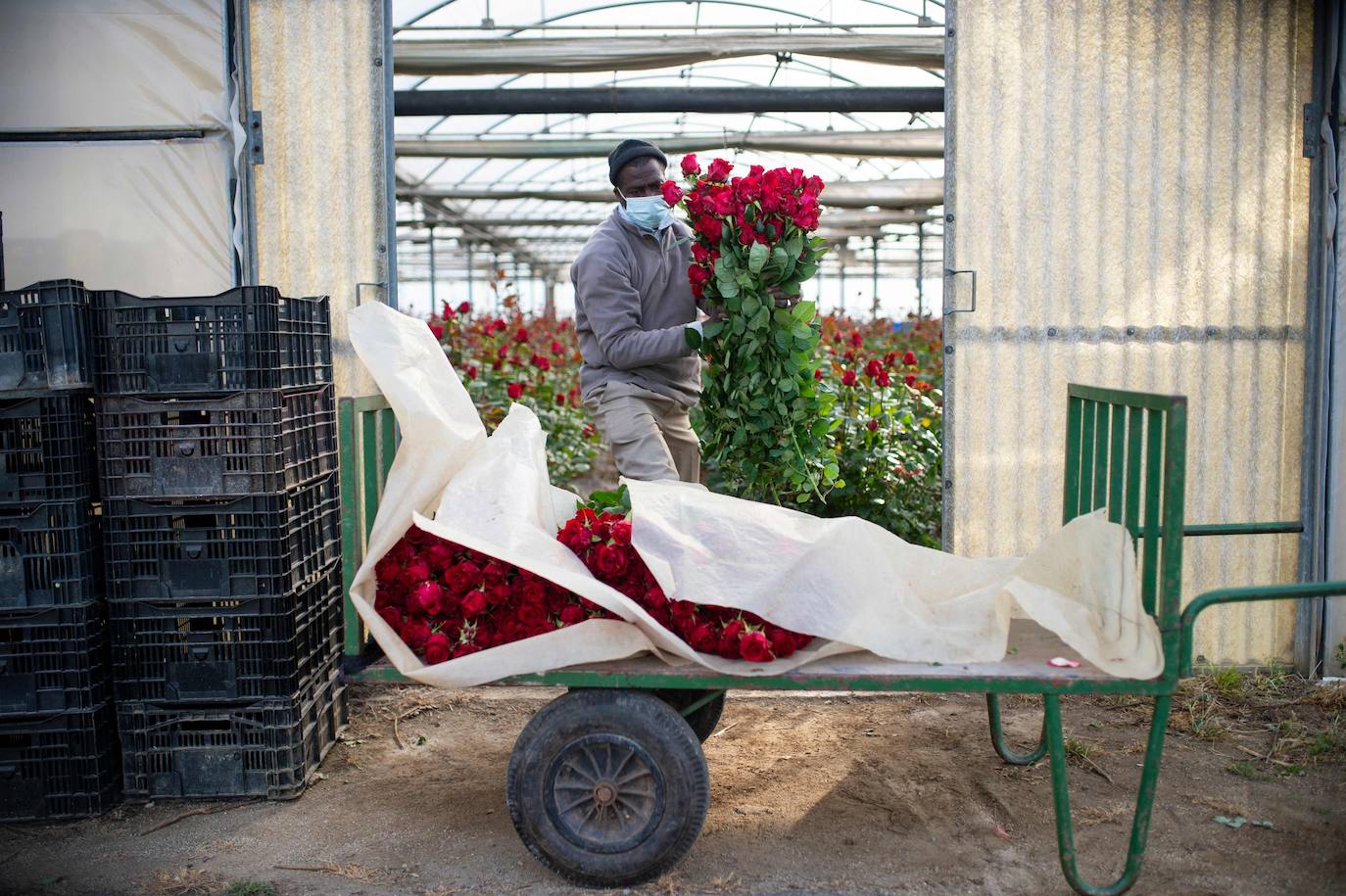 Fotos: Millones de rosas para Sant Jordi