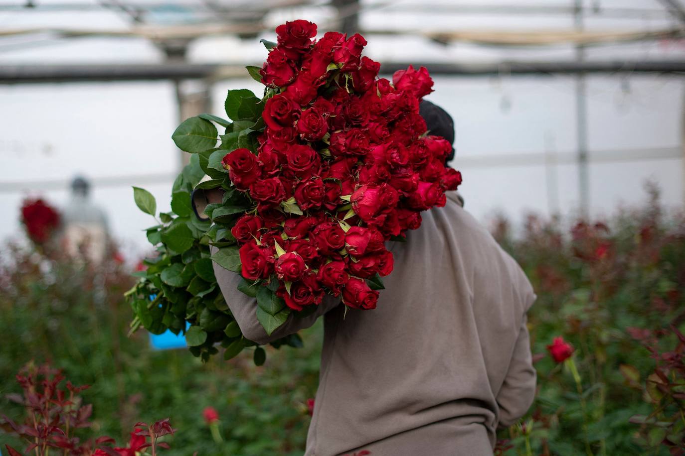 Fotos: Millones de rosas para Sant Jordi