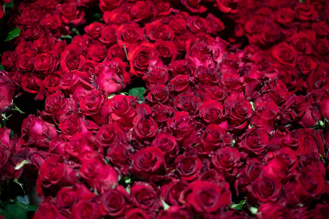 Fotos: Millones de rosas para Sant Jordi
