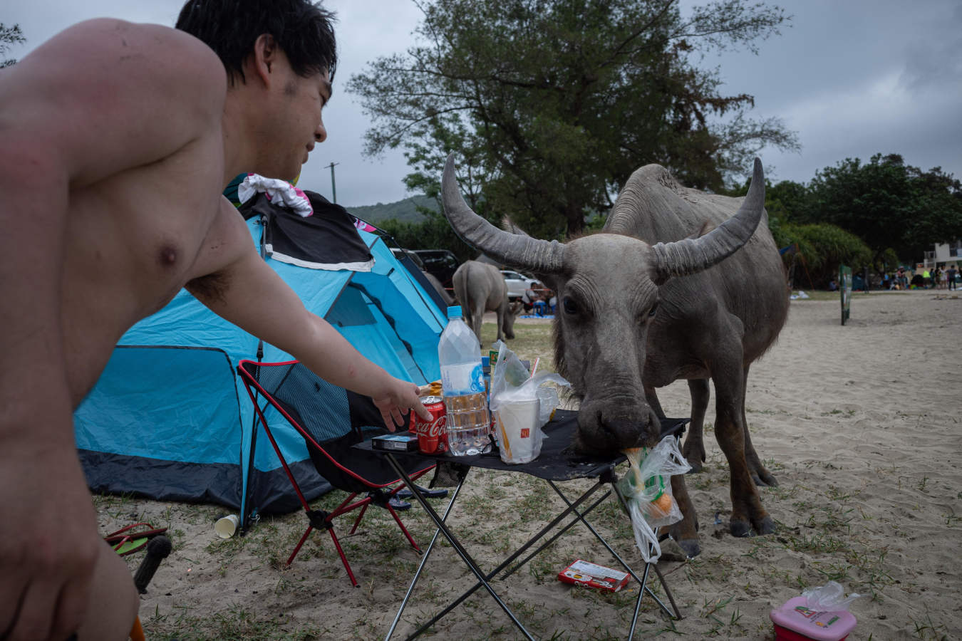 Los búfalos de agua cercan la playa