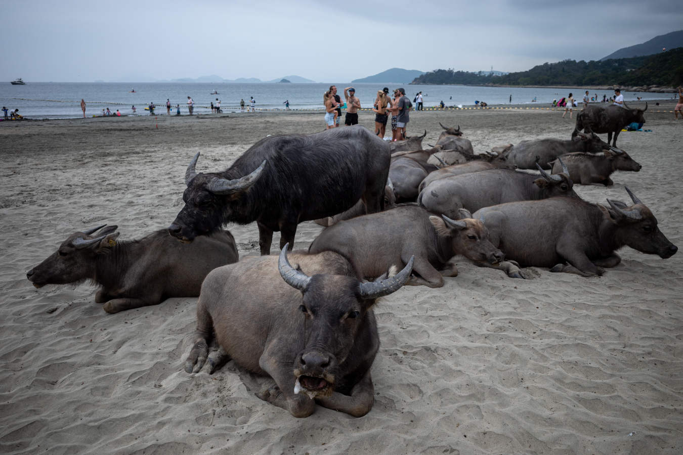 Los búfalos de agua cercan la playa