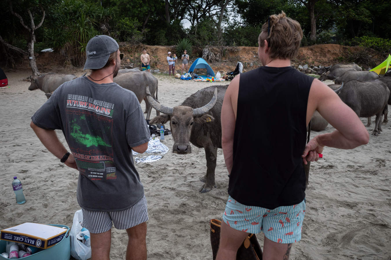 Los búfalos de agua cercan la playa