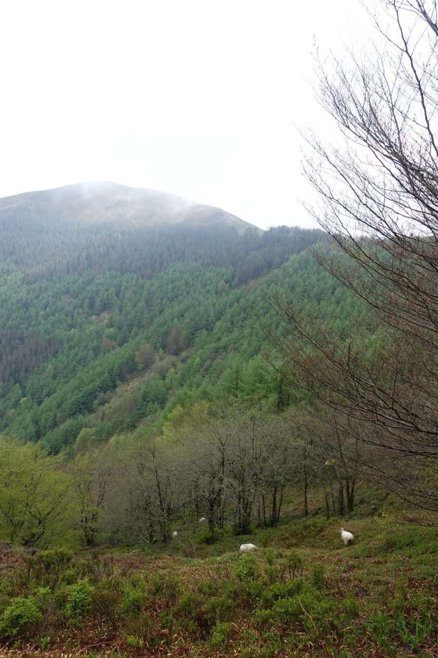 Discreta cima de la línea del Adarra, situada en la muga de Gipuzkoa y Navarra, cobija grandes tesoros a su alrededor