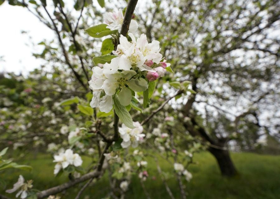 El mes de las flores convierte a Errezil, la localidad que se sitúa a los pies del monte Hernio, en el 'Jerte guipuzcoano' gracias a los miles de manzanos que se reparten por sus terrenos bajos. En este precioso rincón de Urola Costa, estos días el blancos de las flores de sus manzanos se mezcla con algunos tonos rosas, incluso fucsias en las abundantes flores que pueblan las ramas de árboles de extrañas formas.