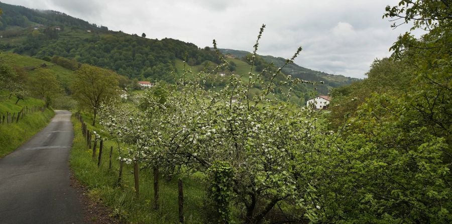El mes de las flores convierte a Errezil, la localidad que se sitúa a los pies del monte Hernio, en el 'Jerte guipuzcoano' gracias a los miles de manzanos que se reparten por sus terrenos bajos. En este precioso rincón de Urola Costa, estos días el blancos de las flores de sus manzanos se mezcla con algunos tonos rosas, incluso fucsias en las abundantes flores que pueblan las ramas de árboles de extrañas formas.