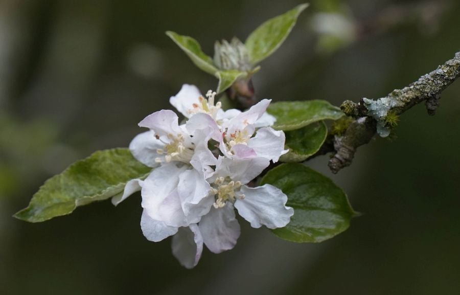 El mes de las flores convierte a Errezil, la localidad que se sitúa a los pies del monte Hernio, en el 'Jerte guipuzcoano' gracias a los miles de manzanos que se reparten por sus terrenos bajos. En este precioso rincón de Urola Costa, estos días el blancos de las flores de sus manzanos se mezcla con algunos tonos rosas, incluso fucsias en las abundantes flores que pueblan las ramas de árboles de extrañas formas.