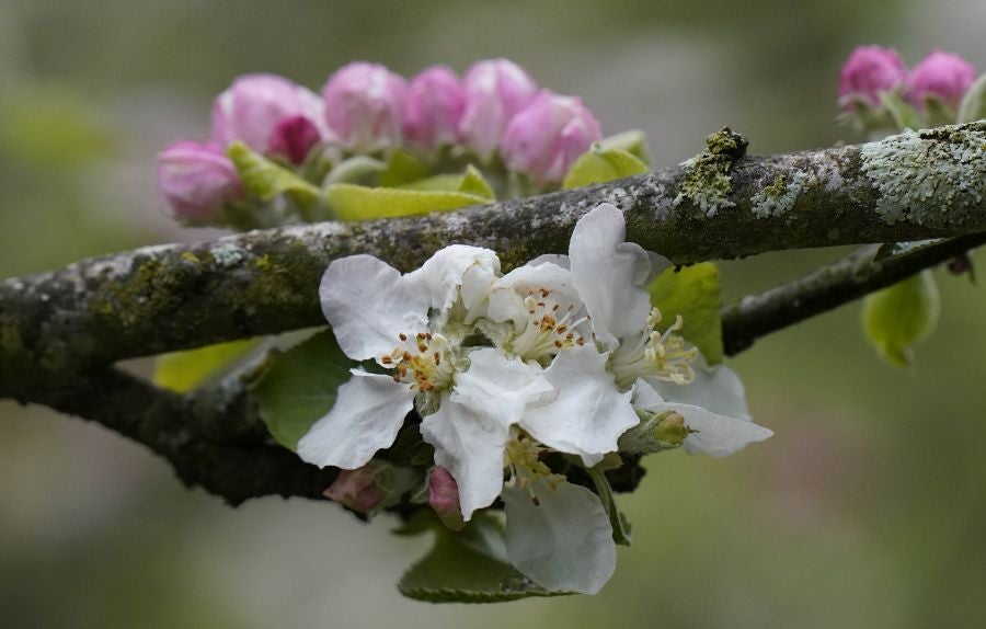 El mes de las flores convierte a Errezil, la localidad que se sitúa a los pies del monte Hernio, en el 'Jerte guipuzcoano' gracias a los miles de manzanos que se reparten por sus terrenos bajos. En este precioso rincón de Urola Costa, estos días el blancos de las flores de sus manzanos se mezcla con algunos tonos rosas, incluso fucsias en las abundantes flores que pueblan las ramas de árboles de extrañas formas.