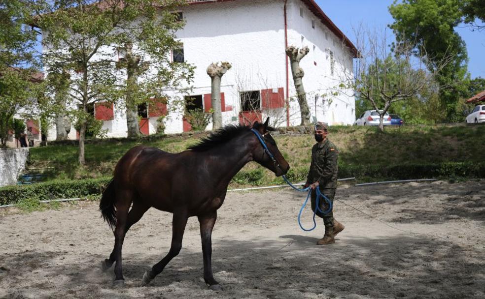 En Lore - Toki viven siete sementales, setenta yeguas y en primavera nacen una veintena de potros