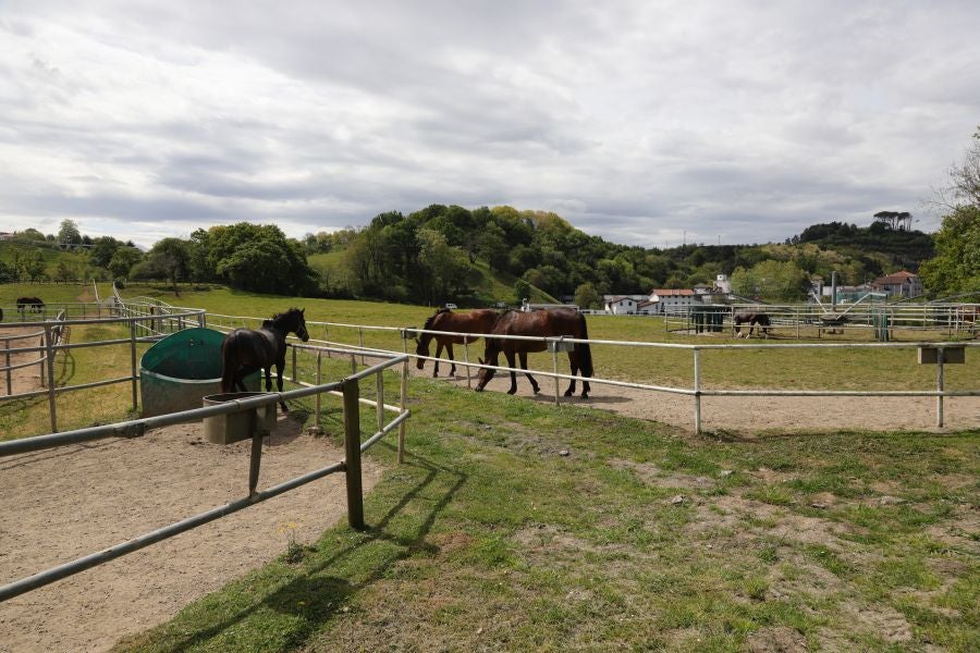 Lore Toki ofrece sus caballos sementales a criadores y ganaderos para la cubrición de sus yeguas 