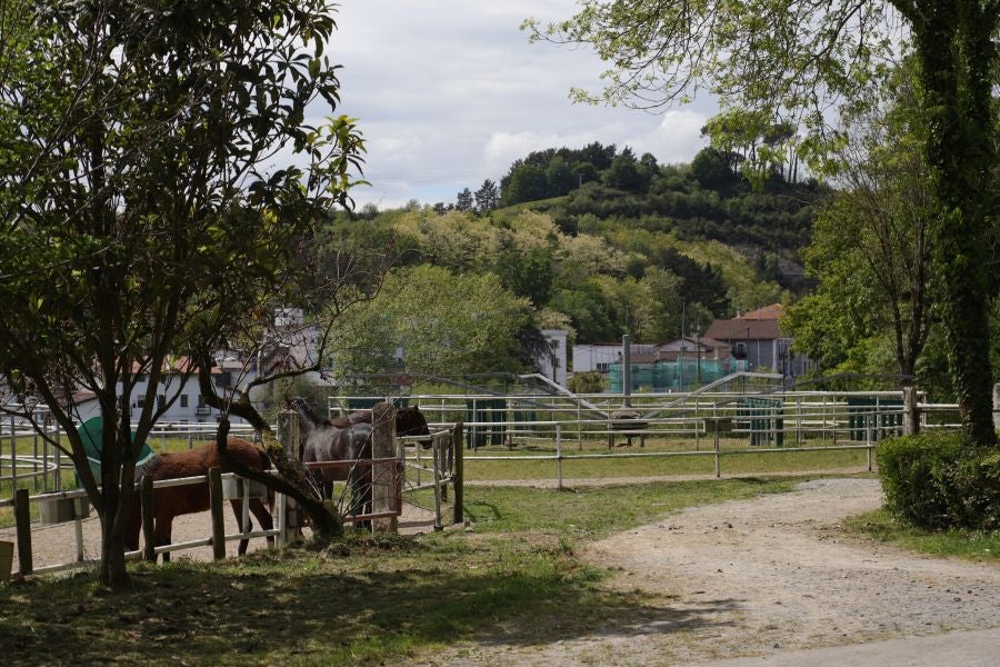 Lore Toki ofrece sus caballos sementales a criadores y ganaderos para la cubrición de sus yeguas 