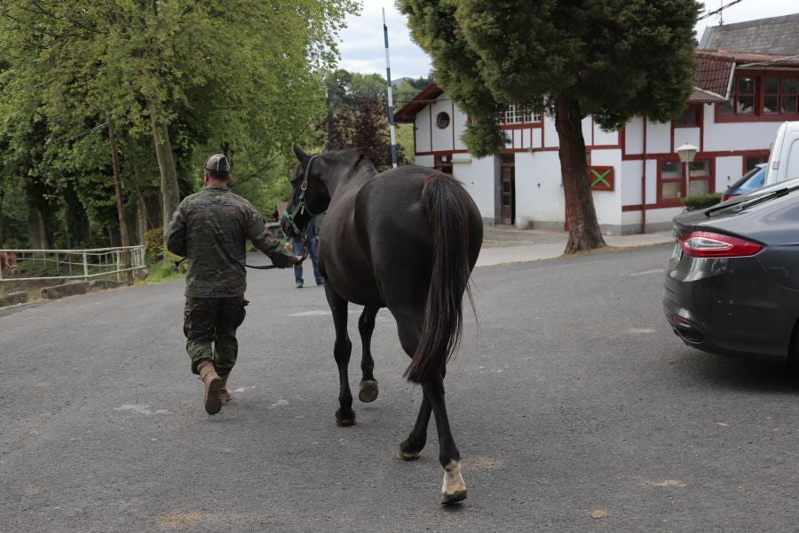 Lore Toki ofrece sus caballos sementales a criadores y ganaderos para la cubrición de sus yeguas 