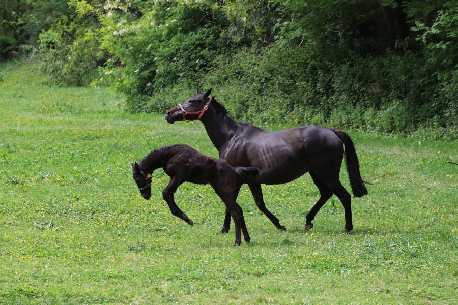 Lore Toki ofrece sus caballos sementales a criadores y ganaderos para la cubrición de sus yeguas 