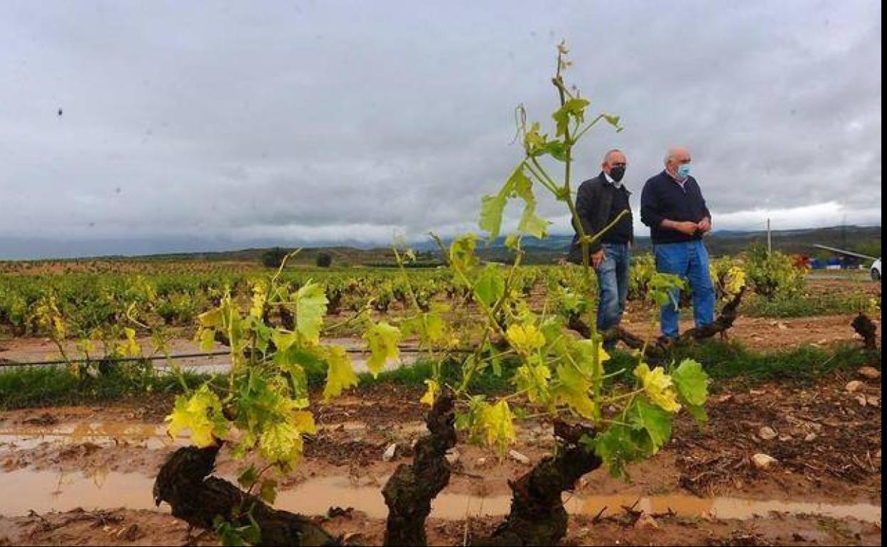 El diputado general de Álava, Ramiro González, se ha acercado este viernes a Rioja Alavesa. 